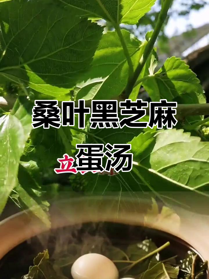 立秋后,桑叶煮鸡蛋,滋补养生新吃法