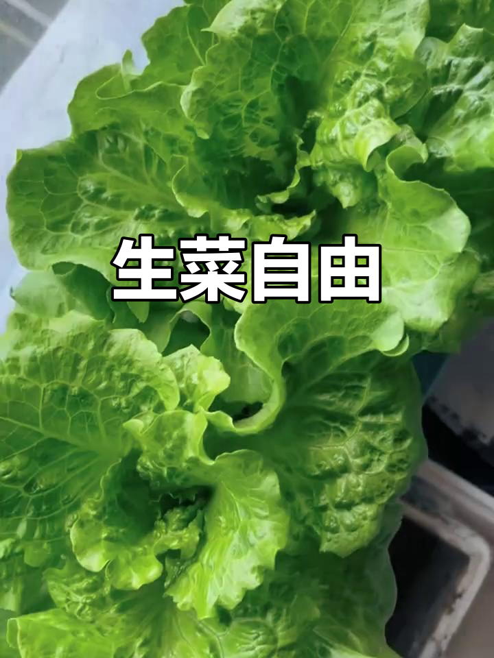 罗马生菜,快速生长,阳台种植轻松享受新鲜口感