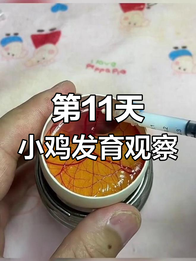 小鸡孵化实验:第11天爪子眼睛变化大揭秘