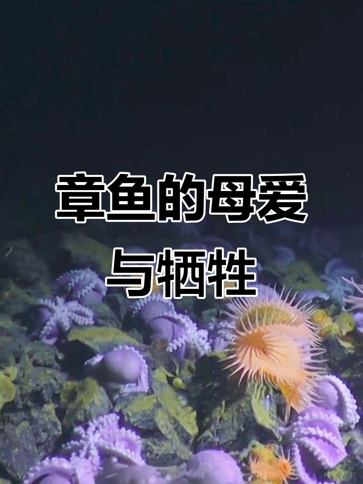 珍珠章鱼:用生命守护卵,两年不吃不喝只为繁衍后代