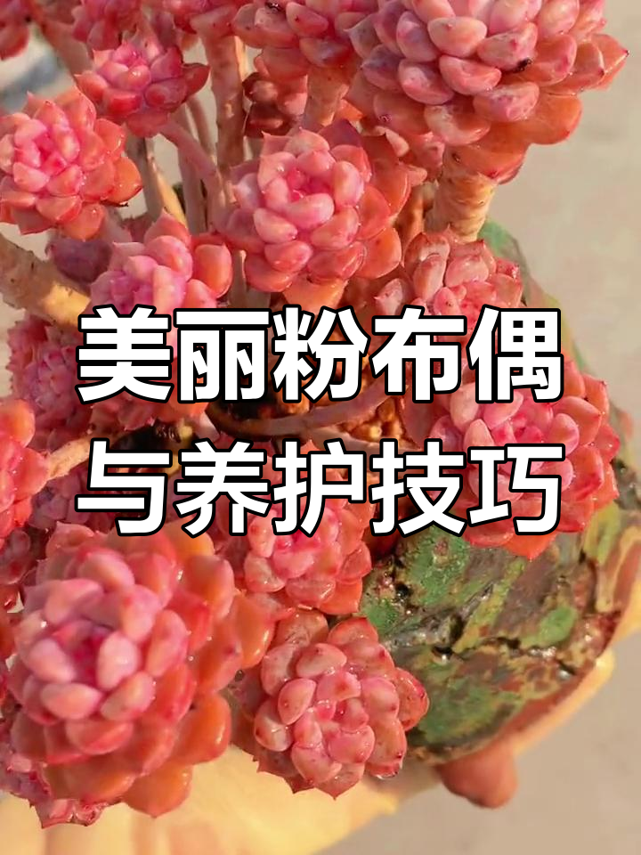 这款粉布偶太美了,多肉植物养护小知识大公开