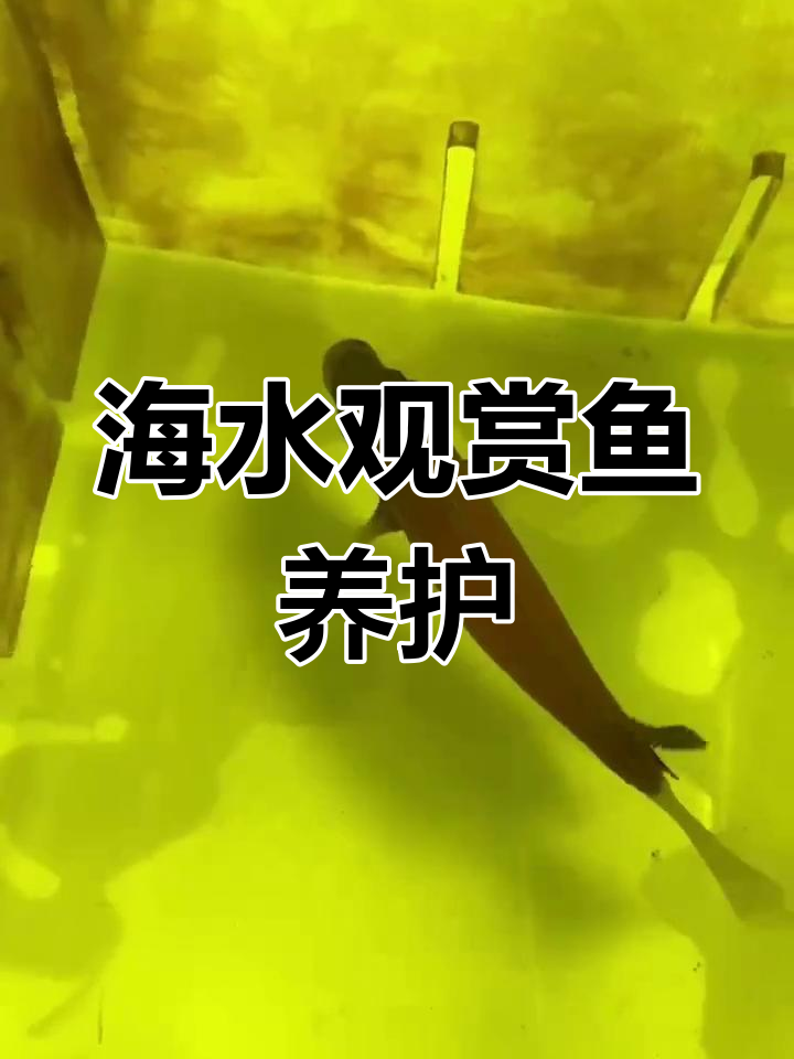 白尾金眼吊海水鱼养殖日记