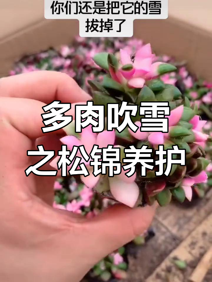 吹雪之松锦多肉植物养护技巧,别乱拔“雪花”
