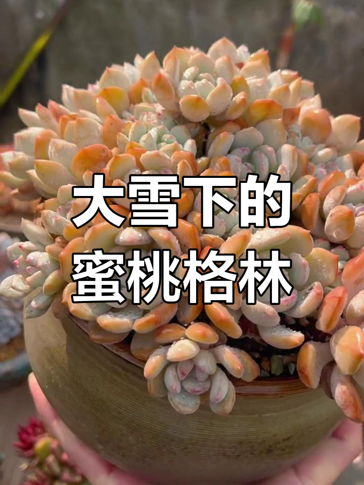 冬季的蜜桃格林,大雪纷飞中的美丽多肉