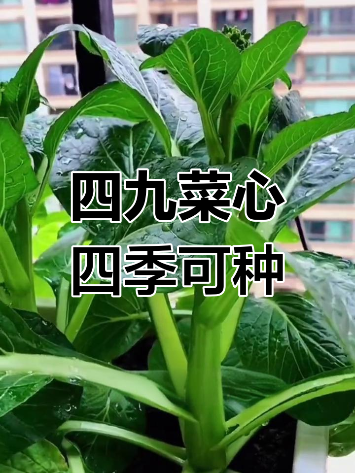 3月种广东甜菜心,耐寒耐热易上手