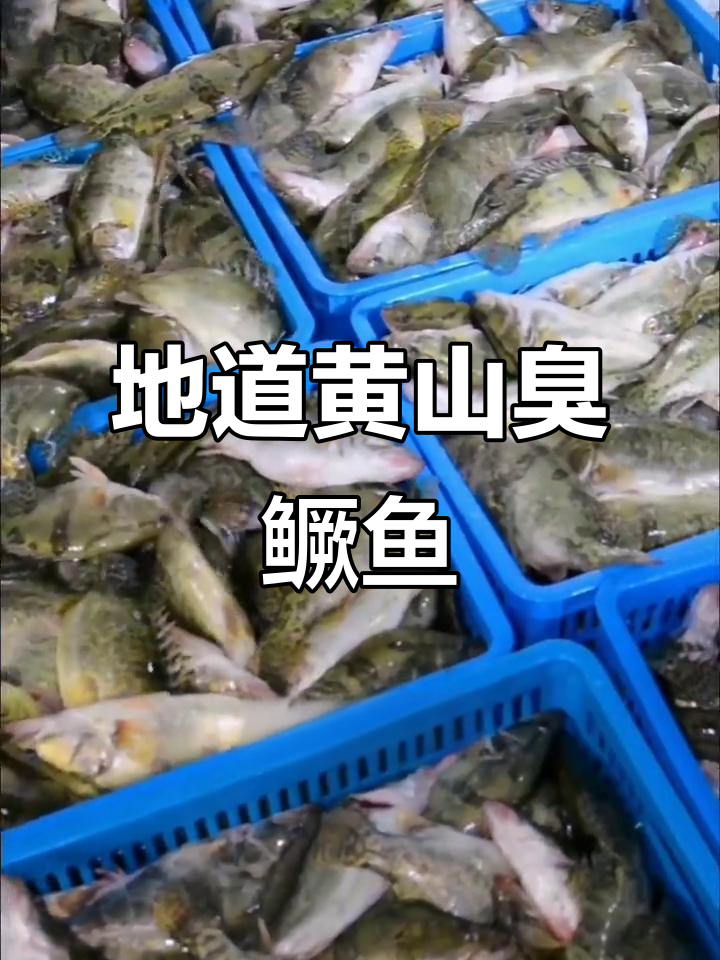 正宗黄山臭鳜鱼,餐桌必备的特色美味