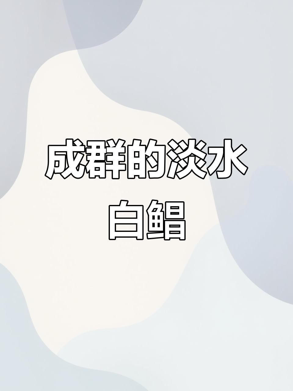 淡水白鲳：成群结队却不互相伤害的肉食性热带鱼类