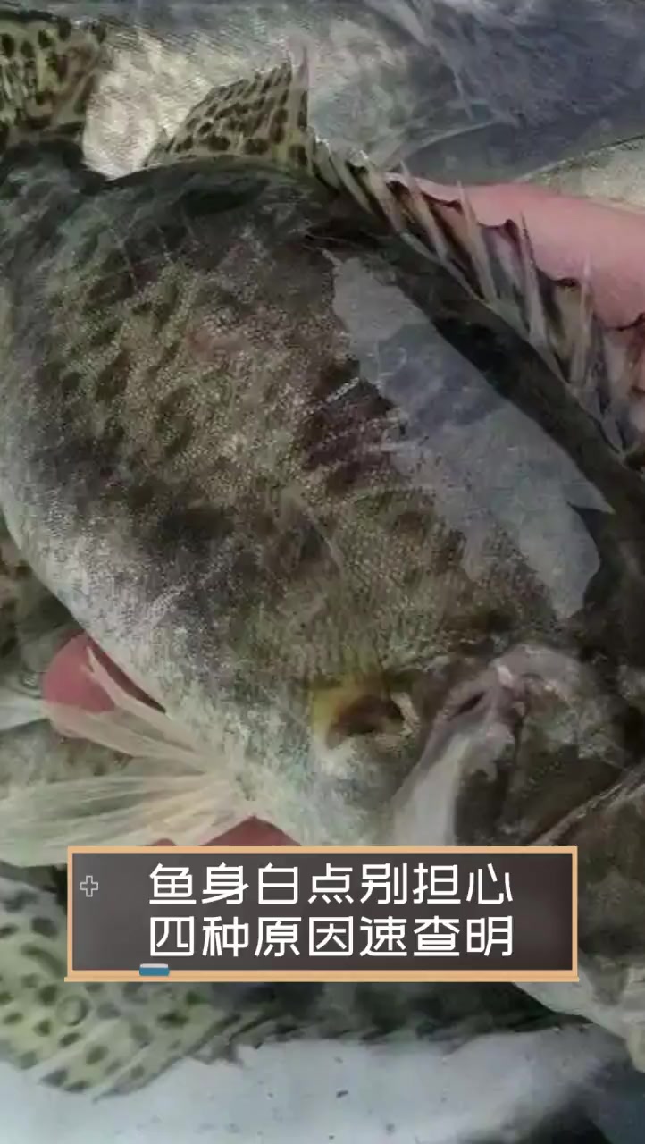 鱼身白点别担心,四种原因速查明