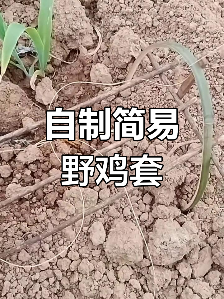 简易野鸡套制作,轻松捕捉猎物