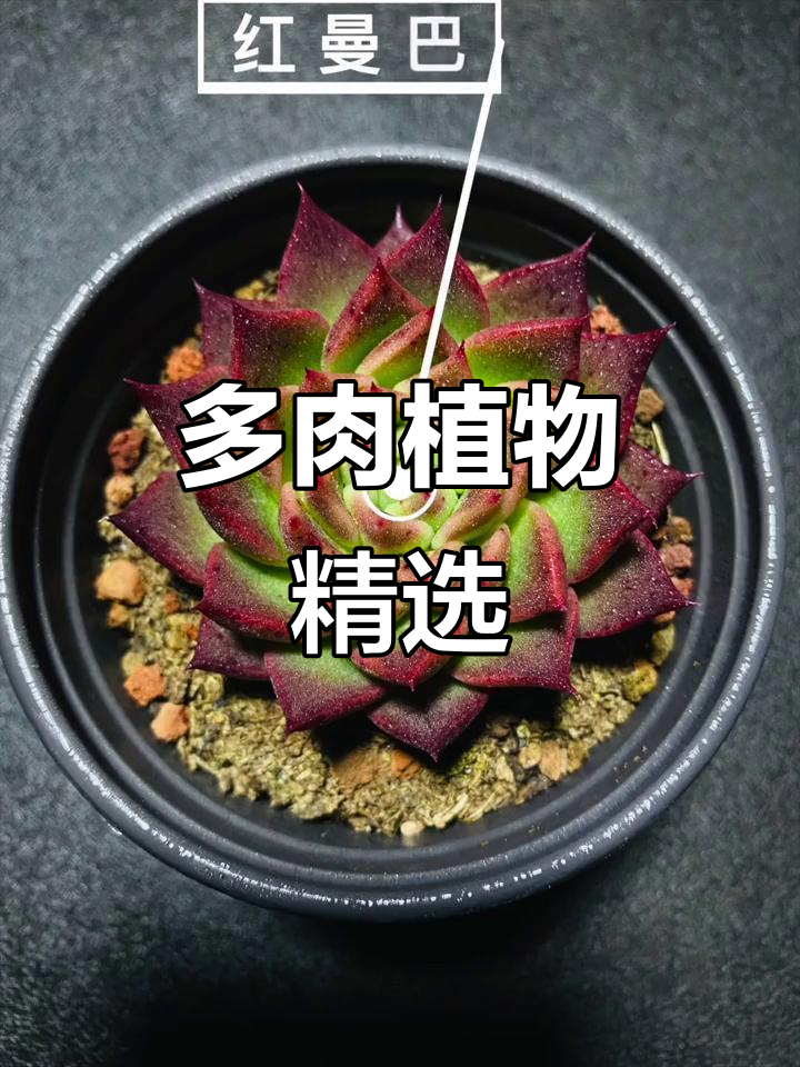 推荐这些多肉植物，超美！