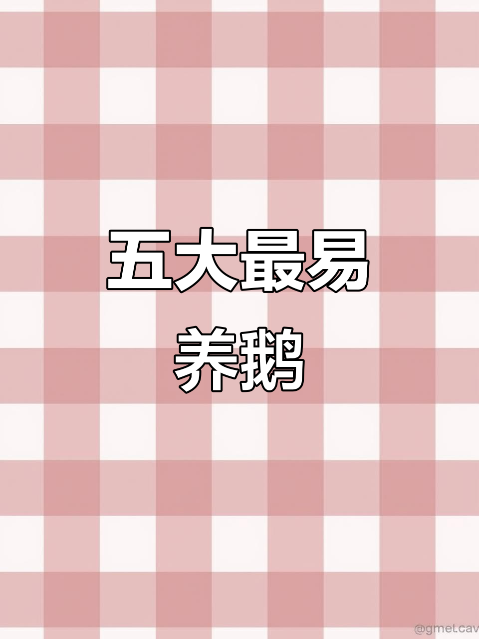 五种最适合养殖的鹅品种,生长迅速抗病力强