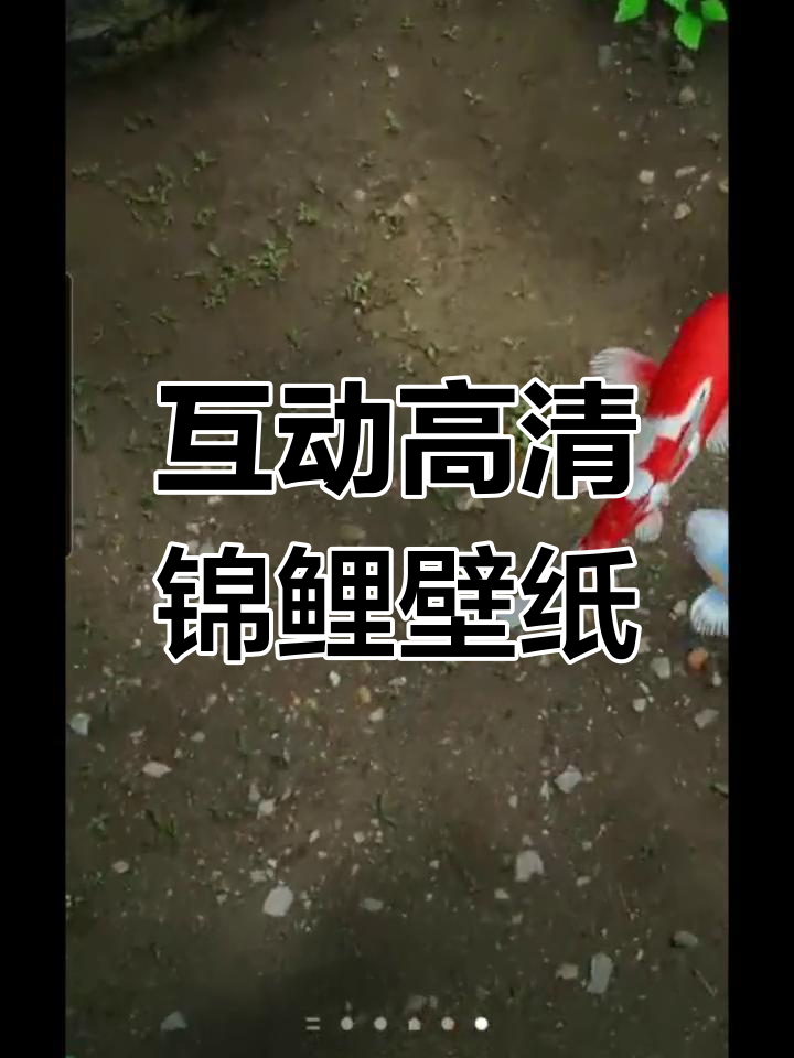 高清动态壁纸,喂鱼换池随心所欲