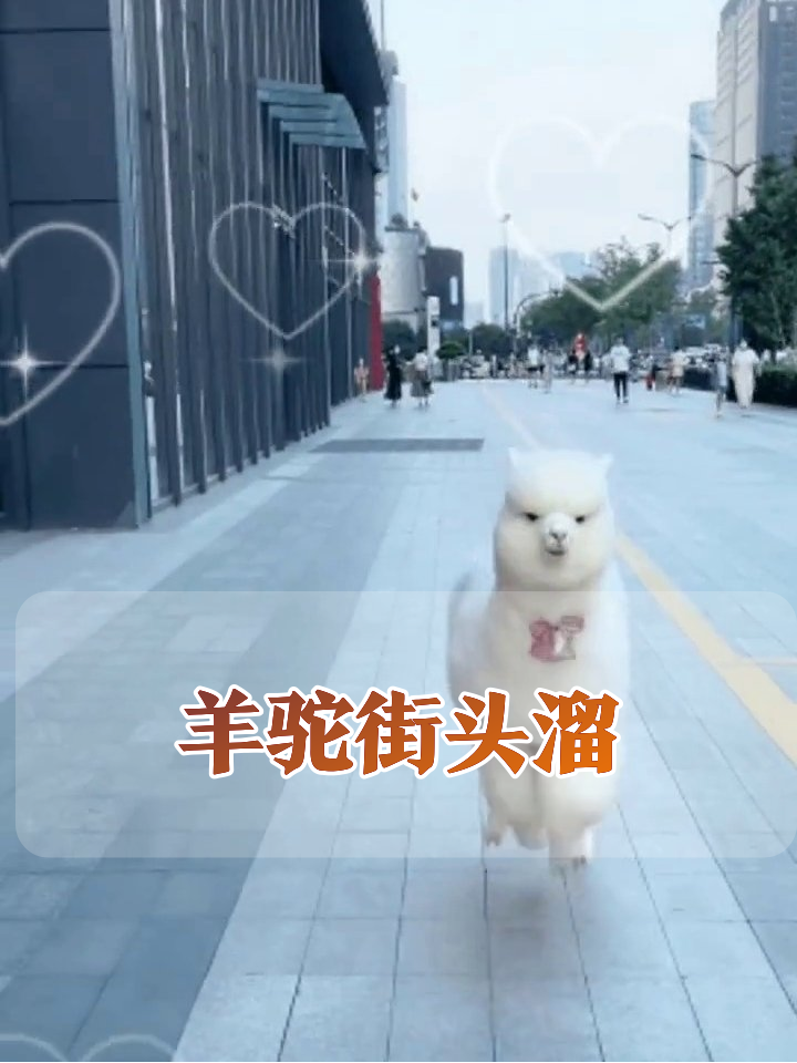 羊驼戴蝴蝶结街头狂奔,小短腿跑出表情包
