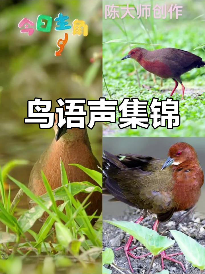 红胸秧鸡的奇妙叫声