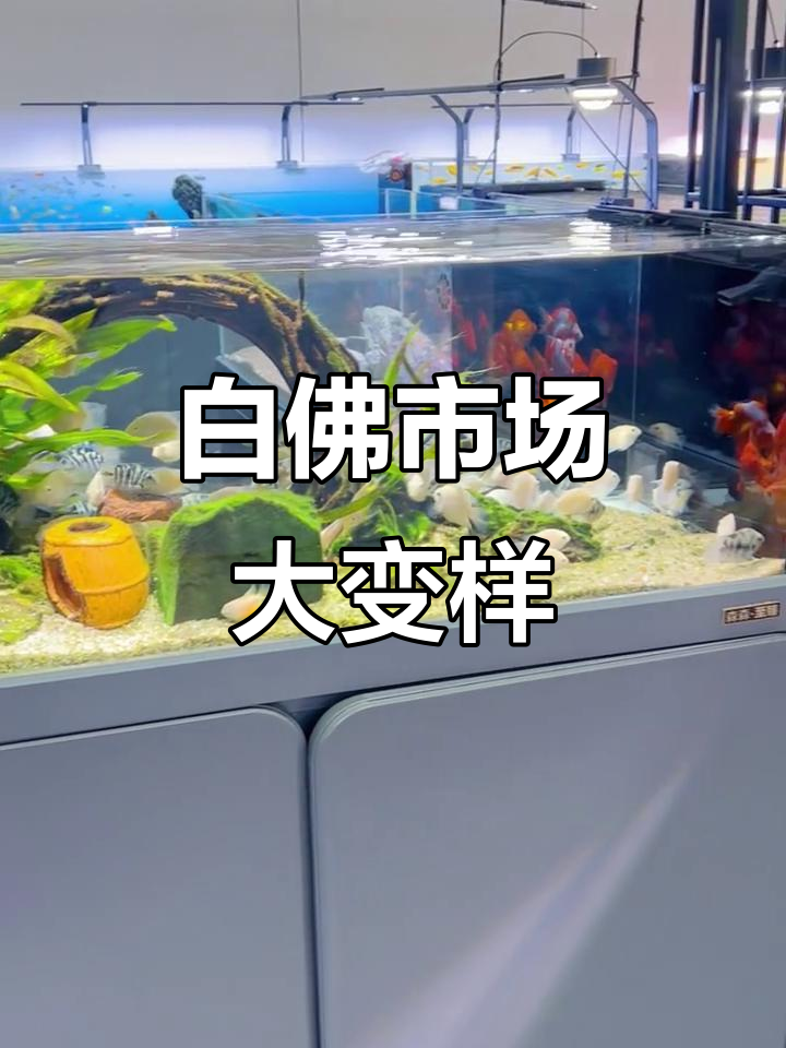 白佛花鸟鱼虫市场全新改造,卖鱼的摊位比以前多了