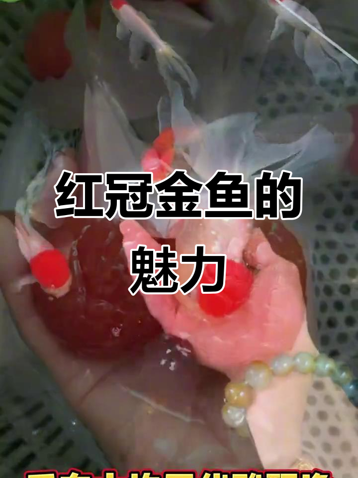 鸿运金鱼,红冠耀眼,既美观又易养