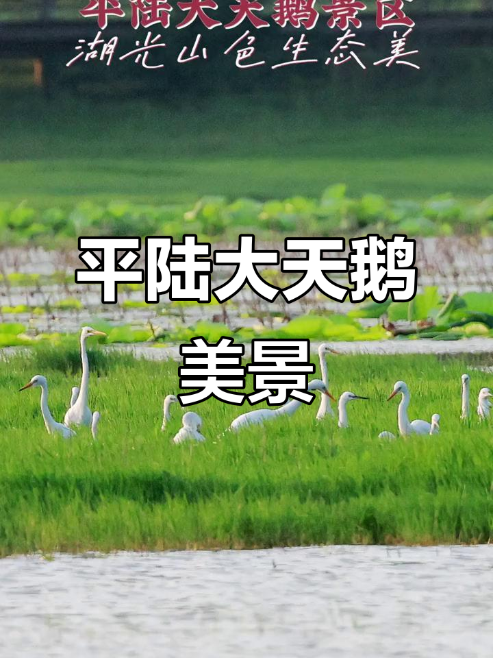 山西运城平陆大天鹅景区:湖光山色尽显生态之美