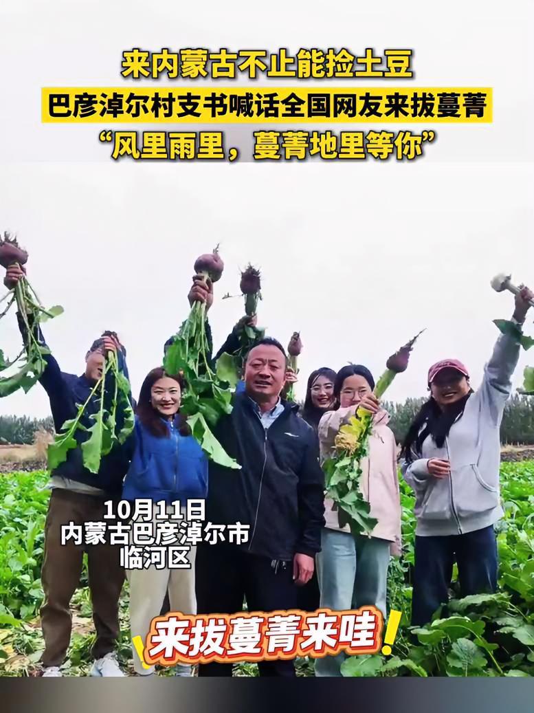 来内蒙古不止能捡土豆 巴彦淖尔村支书喊话全国网友来拔蔓菁，“风里雨里，蔓菁地里等你” 巴彦