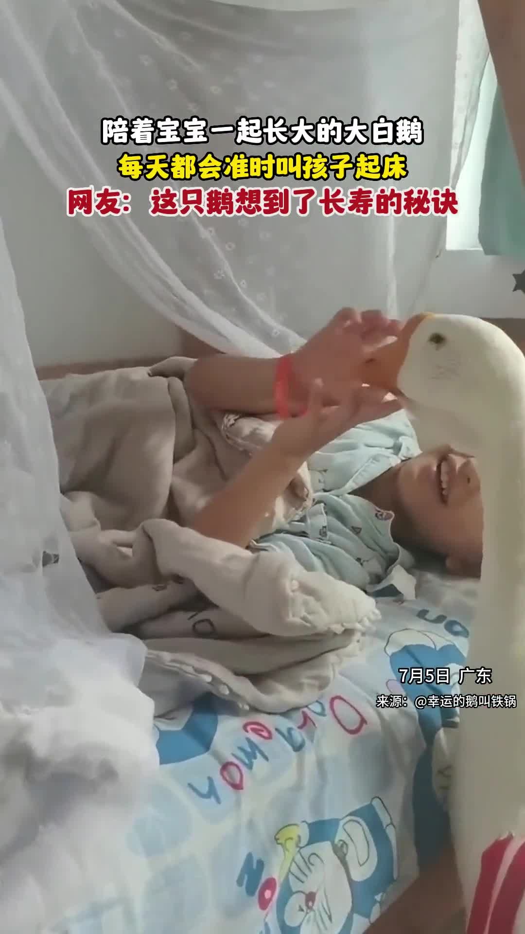 7月5日,广东,陪着宝宝一起长大的大白鹅,每天都会准时叫孩子起床