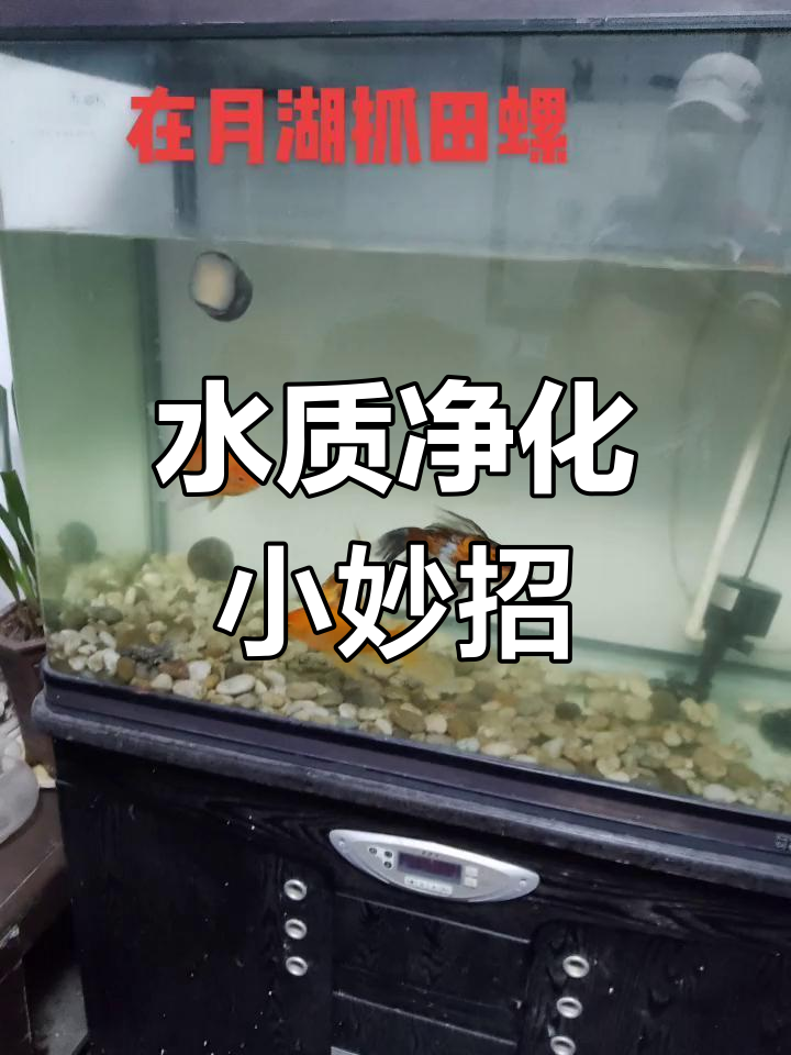 田螺能清洁鱼缸,连粪便也能吃!试试效果吧
