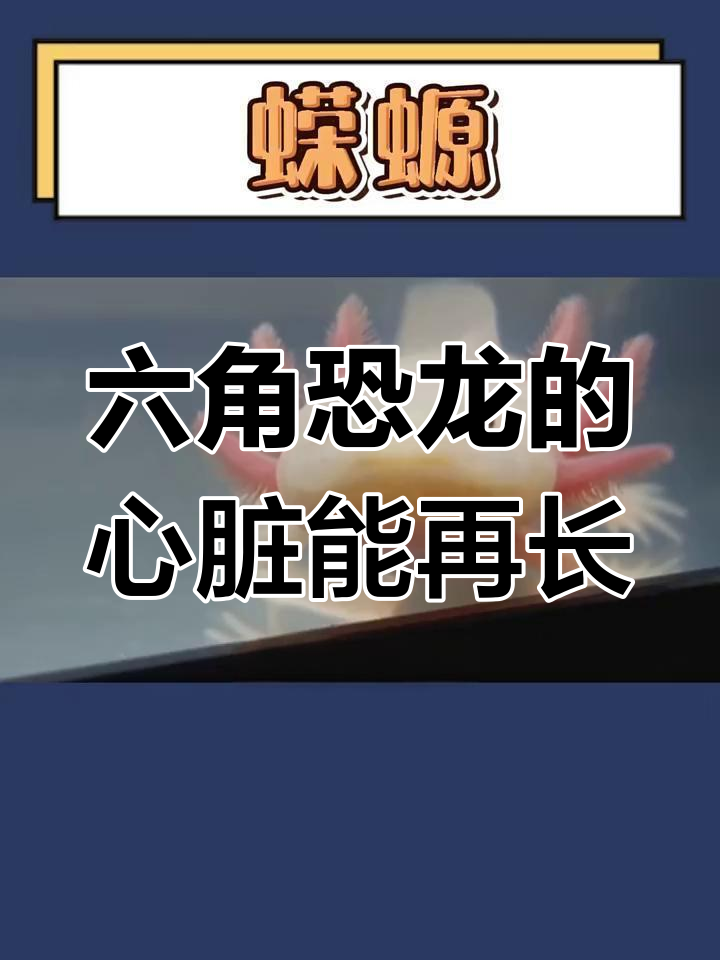 蝾螈的惊人再生能力:心脏没了也能重生,呆萌六角恐龙揭秘