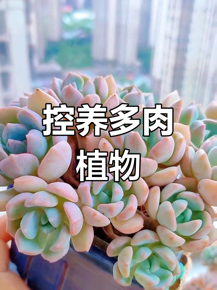 蜜桃格林多肉,去年夏天遭遇不幸,今年期待顺利度过