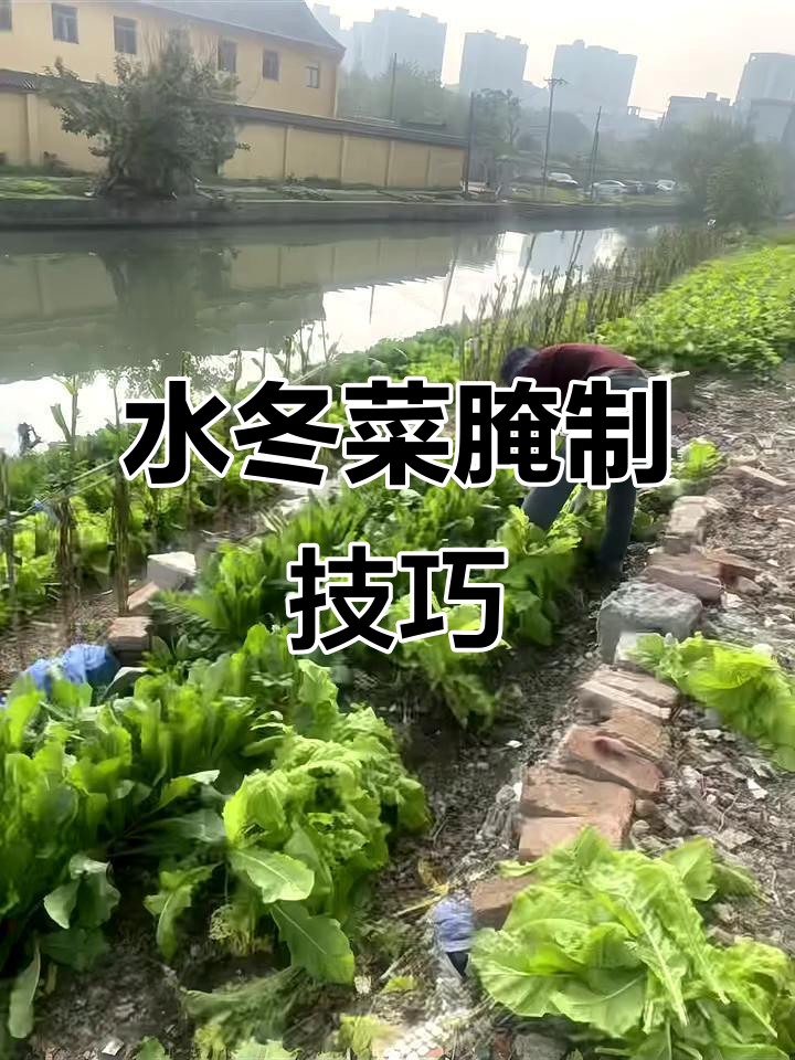 腌水冬菜的独特做法,简单又美味
