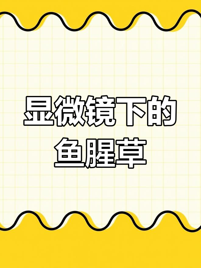 鱼腥草的微观世界,看看你吃过的植物细胞