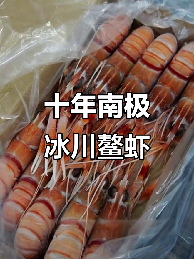 南极冰川水养殖的刺身鳌虾,色泽鲜亮,完美无瑕