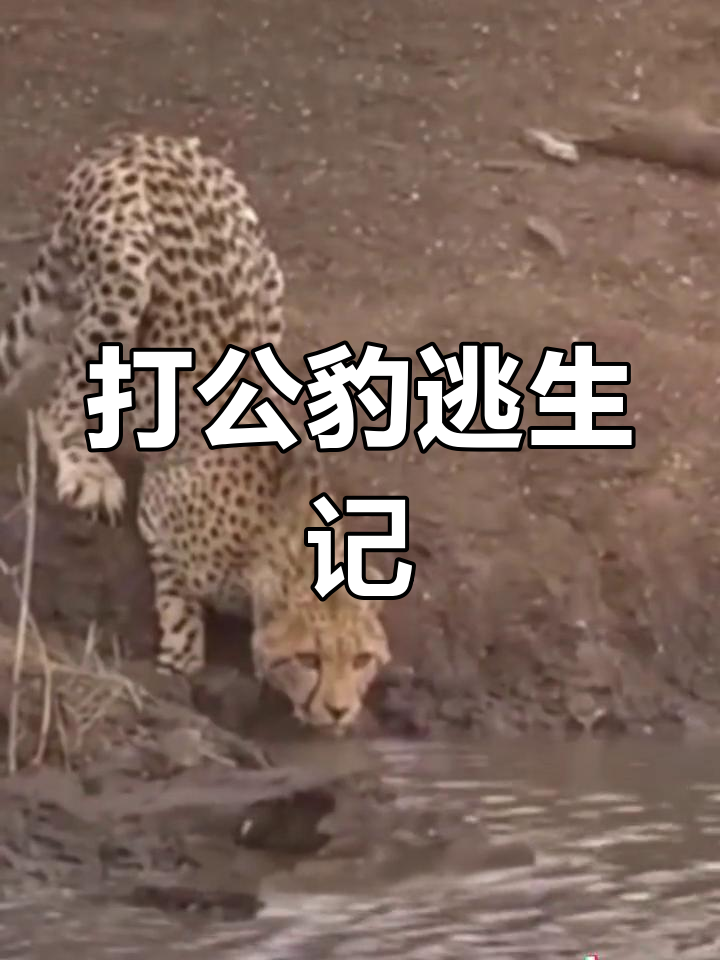 鳄鱼猛咬打工豹,生死一瞬惊险逃脱