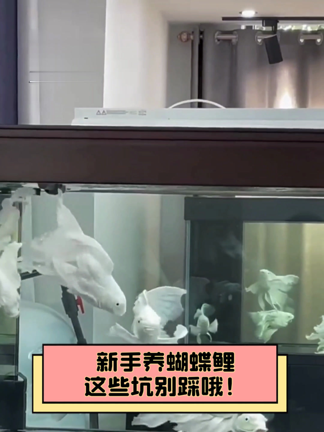 新手养蝴蝶鲤,这些坑别踩哦!