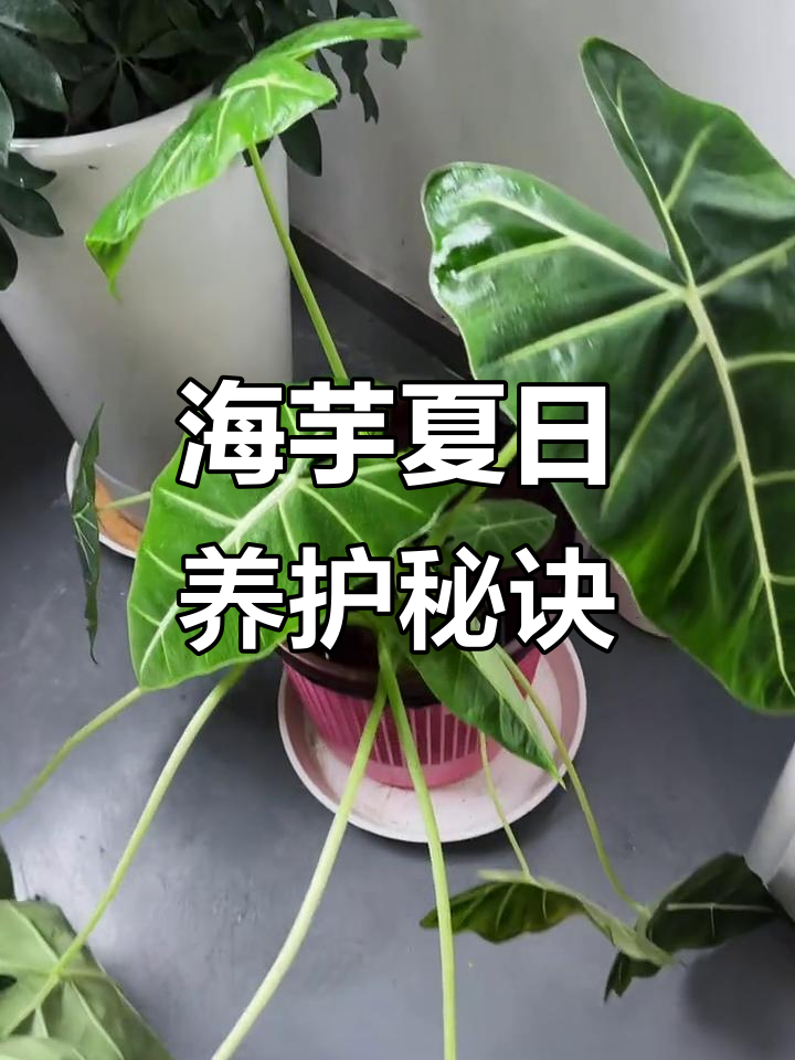 绿天鹅绒海芋夏季需光照，才能挺直生长！