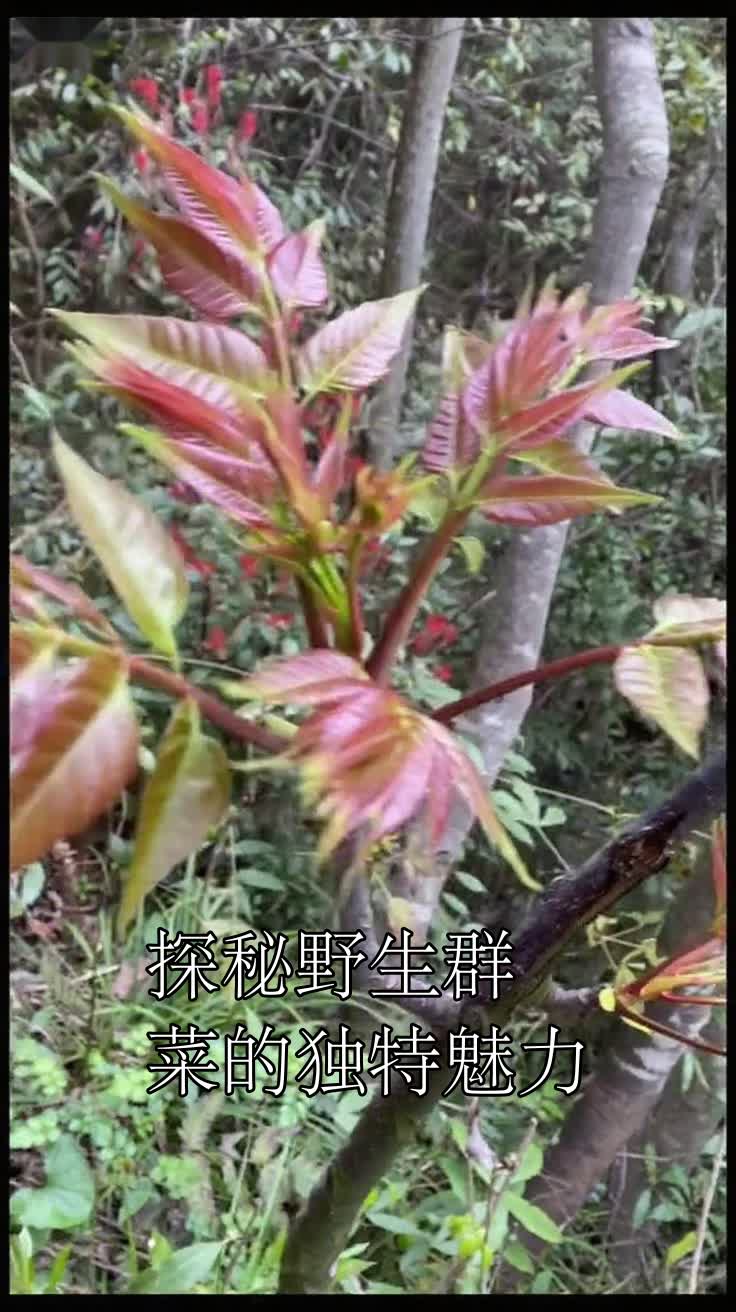 探秘野生群菜的独特魅力
