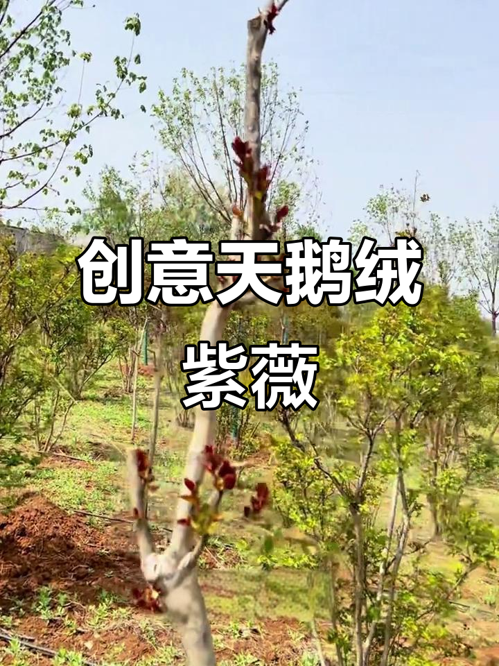 天鹅绒紫薇与红火球子味:创新造型的尝试