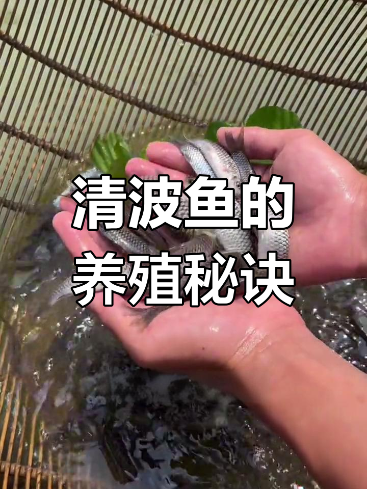 青苔喂养的清波鱼,一年增长两到三斤