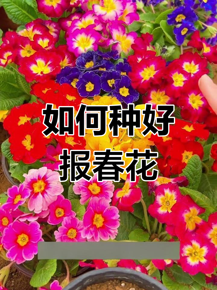 报春花种子种植技巧,轻松掌握爆春花的养护方法
