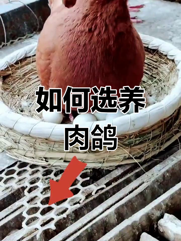 肉鸽养殖品种选择指南:哪个最适合你?