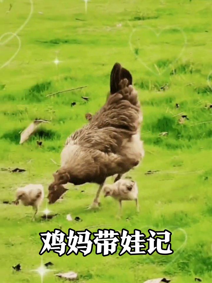 鸡妈妈带娃觅食,小鸡们寸步不离萌翻了