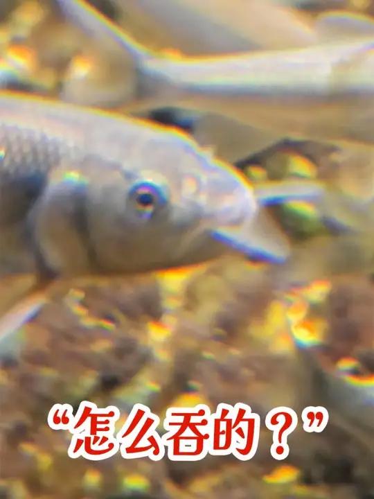 它到底怎么能吞的下去?#马口鱼 #大鱼吃小鱼 #动物凶猛请勿靠近 #溪流马口 还以为剩下的