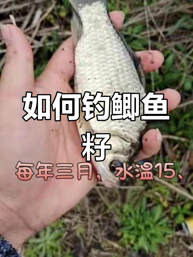 鲫鱼产子期间钓鱼技巧,掌握这些轻松钓获
