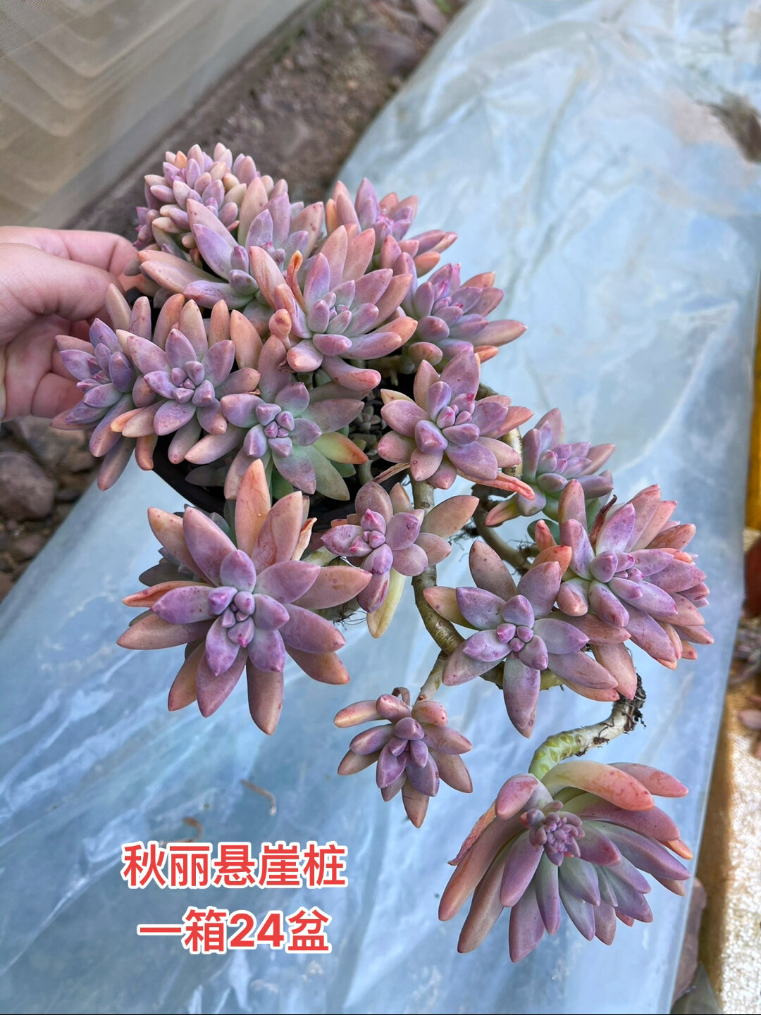 秋丽悬崖桩,多肉植物盆栽
