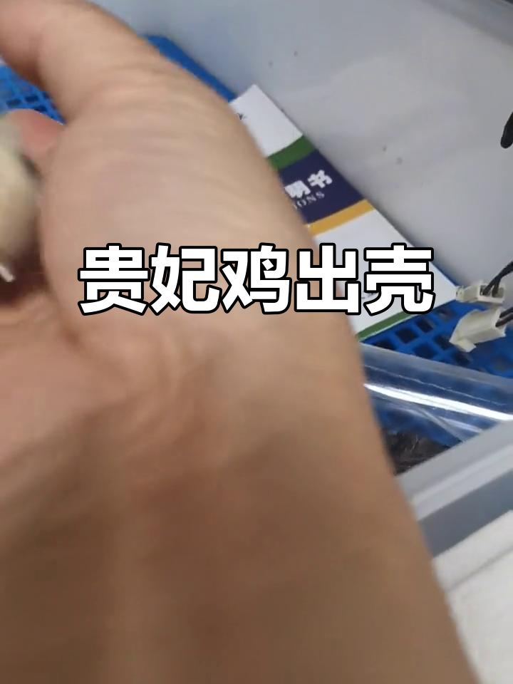 贵妃鸡破壳,体型庞大,肉感十足!