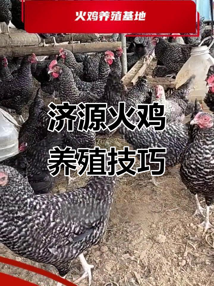 济源火鸡养殖基地揭秘,如何科学饲养与管理