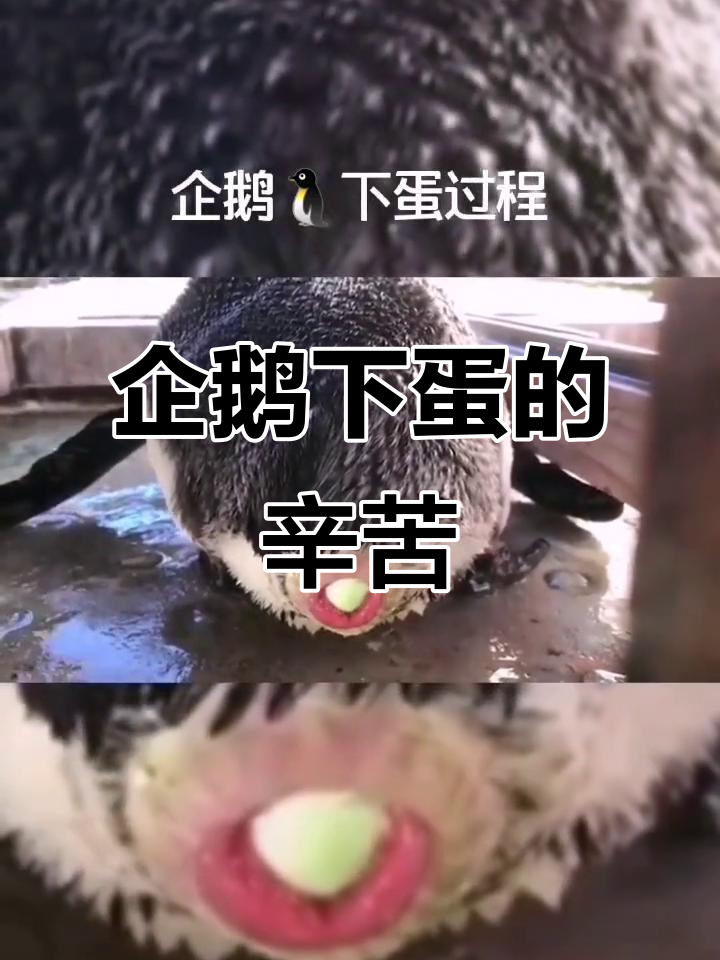企鹅爸爸孵蛋,过程像极了女人分娩时的煎熬