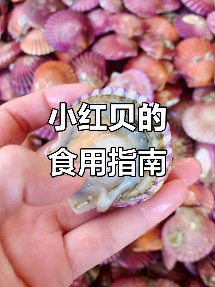 小红贝新鲜到货,肥度十足!哪些部分能吃,哪些不能?