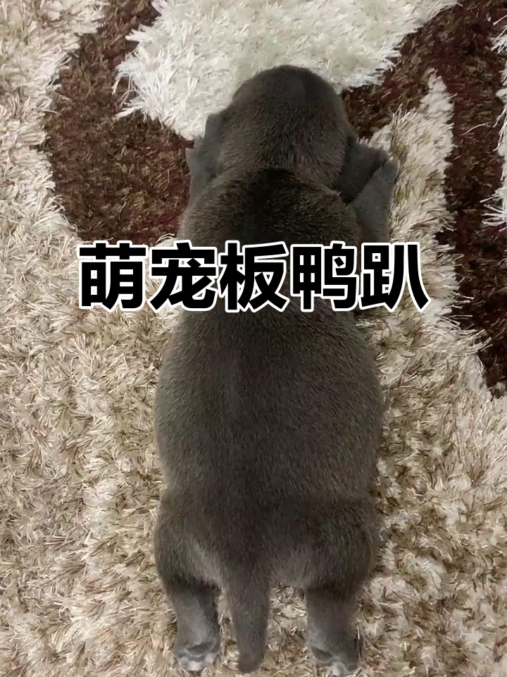 小狗板鸭趴,放松又可爱