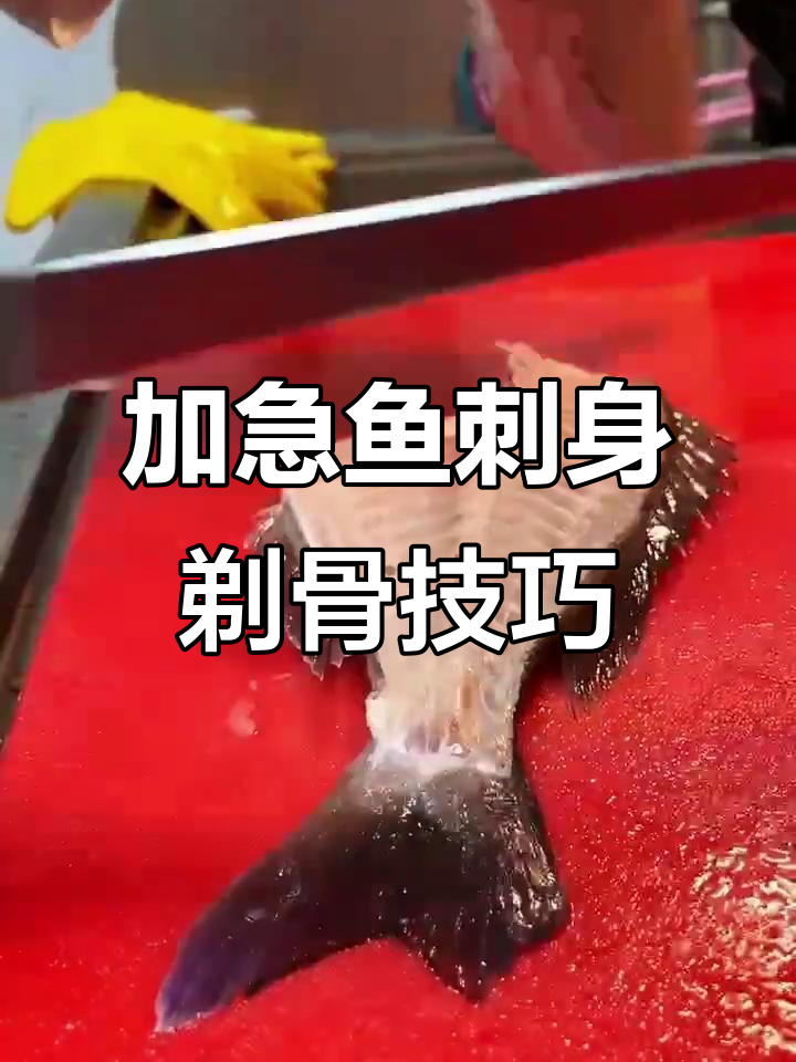 青岛奎鲜生加吉鱼刺身制作:精湛刀工与精细剔骨全过程