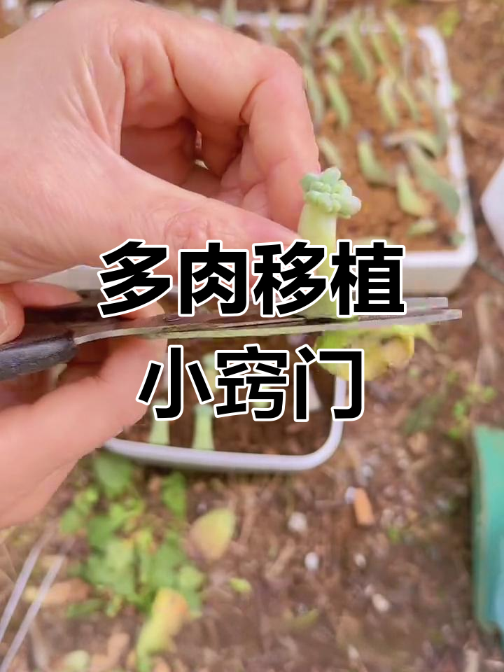 多肉移植技巧大揭秘,叶插法让你轻松上手