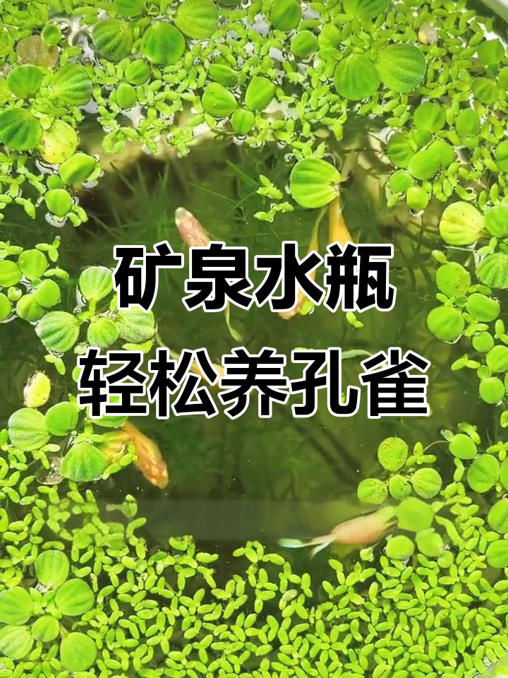 用矿泉水瓶养孔雀鱼,简单又好活