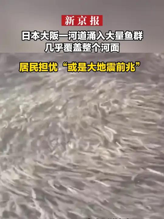 日本大阪一河道涌入大量鱼群几乎覆盖整个河面 居民担忧“或是大地震前兆”